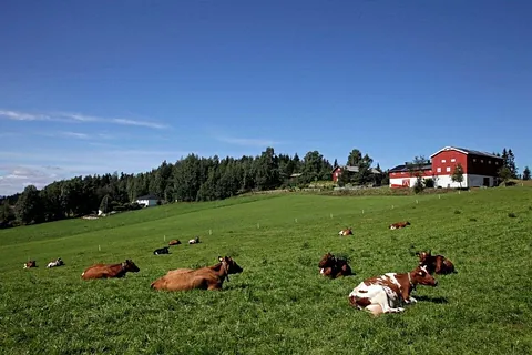Kyr som ligger utover eng på Monssveen Gård